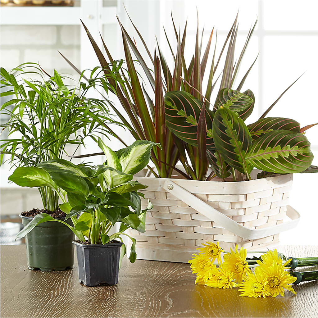 Florist Designed Blooming and Green Plants in a Basket – Gateway Florist, Rockwood TN