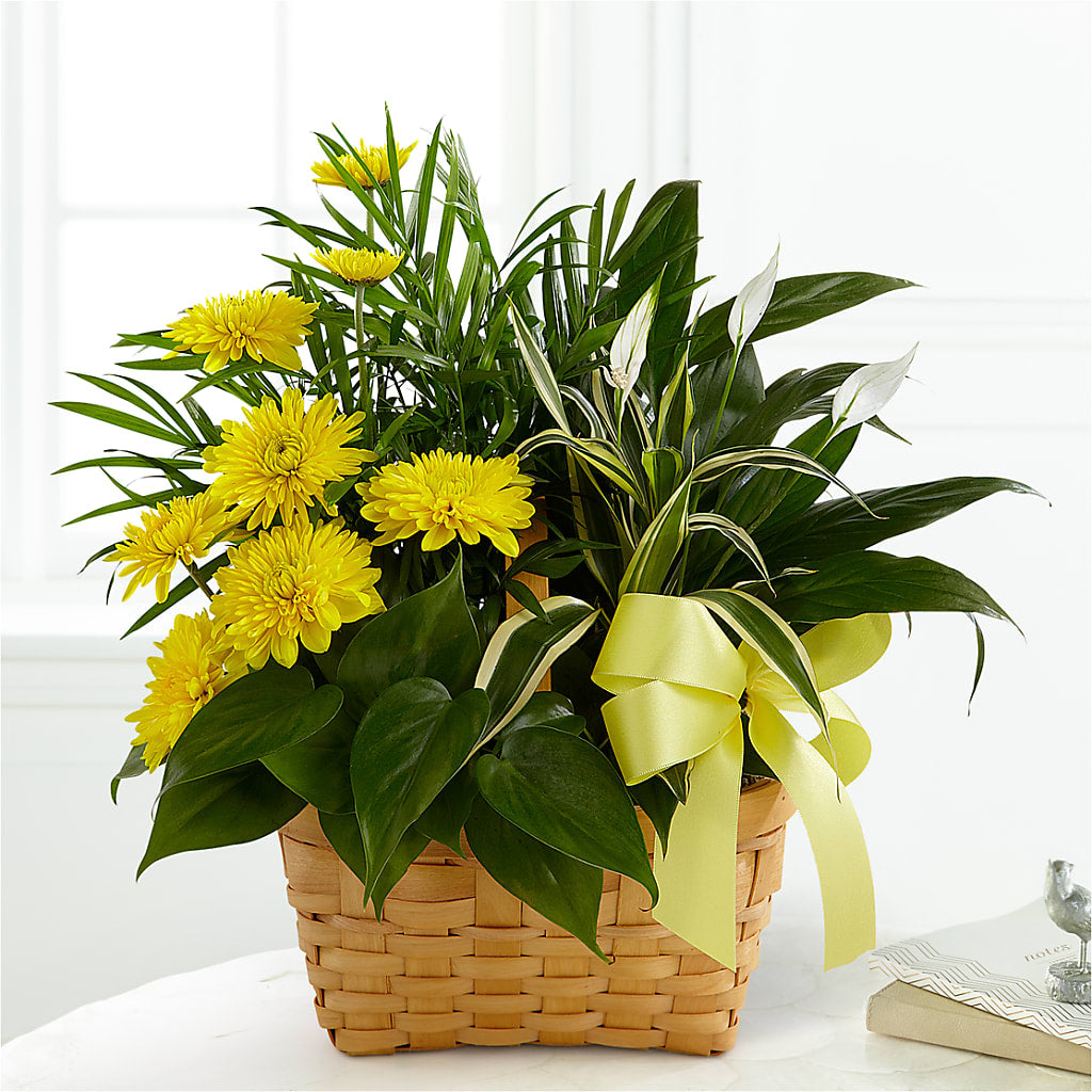 Loving Light Dishgarden – Gateway Florist, Rockwood TN
