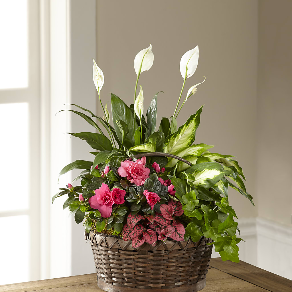 Dream in Pink Dishgarden – Gateway Florist, Rockwood TN