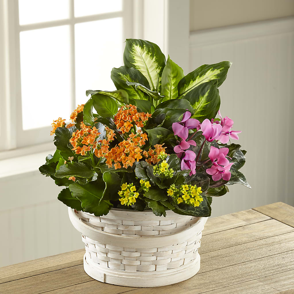 Color Crush Dishgarden – Gateway Florist, Rockwood TN