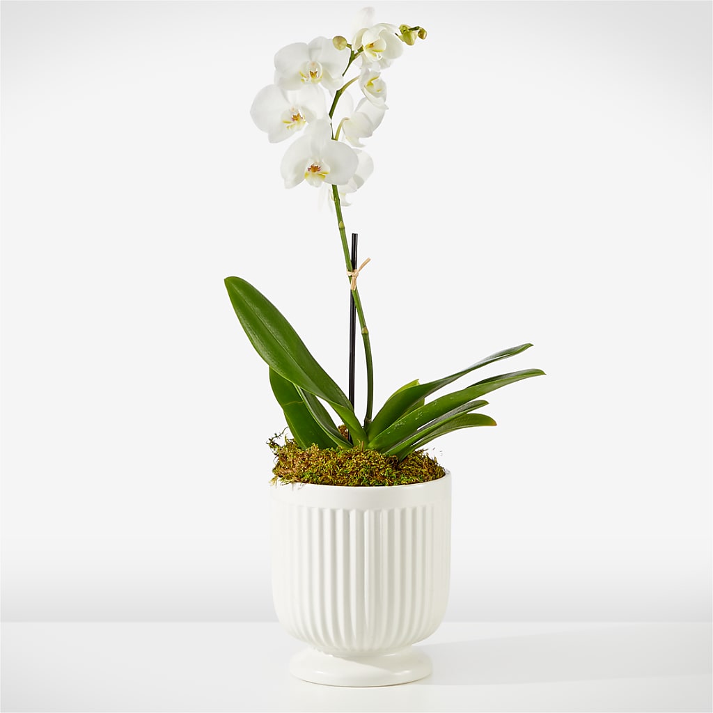 Whispering White Orchid – Gateway Florist, Rockwood TN