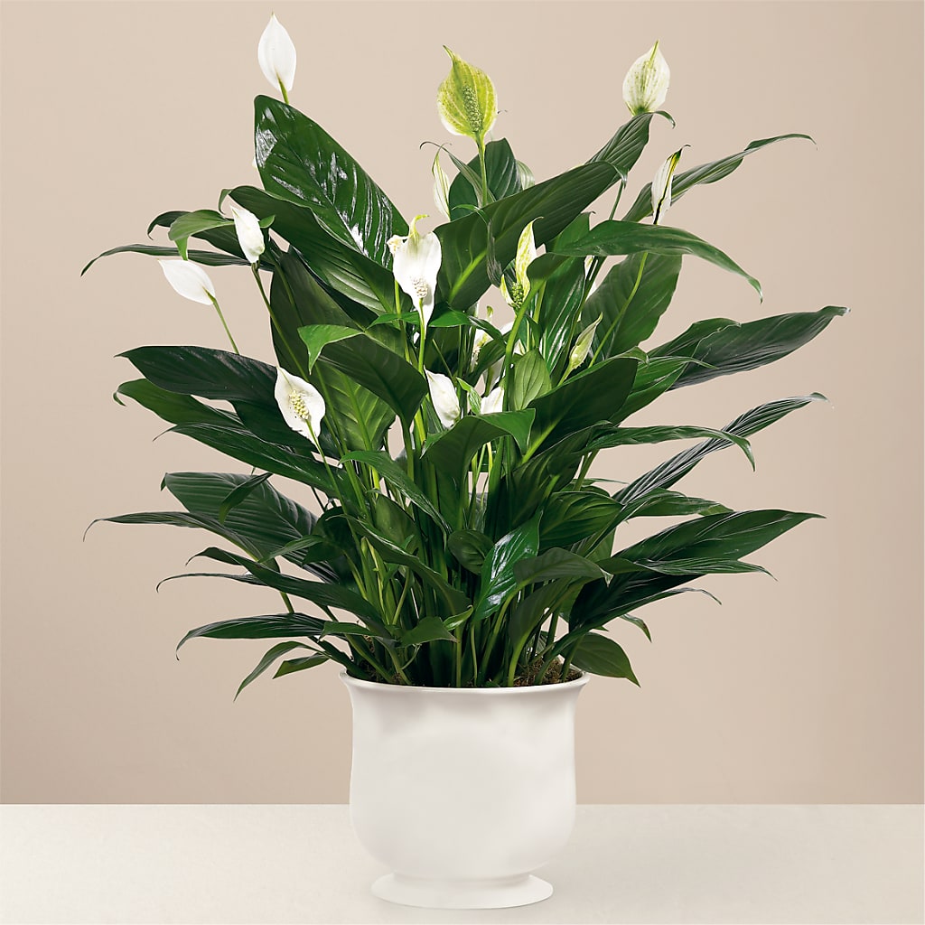 Comfort Planter – Gateway Florist, Rockwood TN