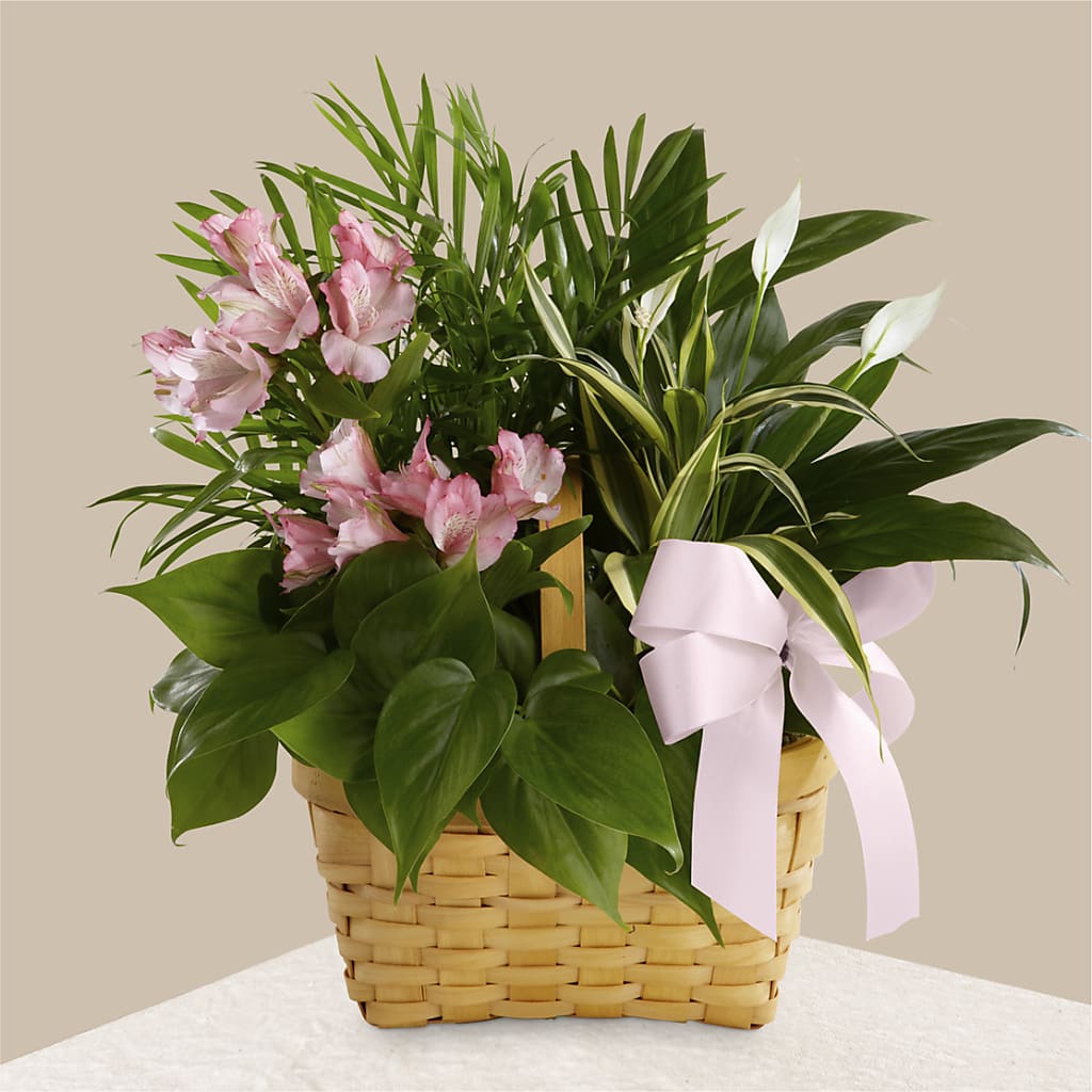 Living Spirit Dishgarden – Gateway Florist, Rockwood TN