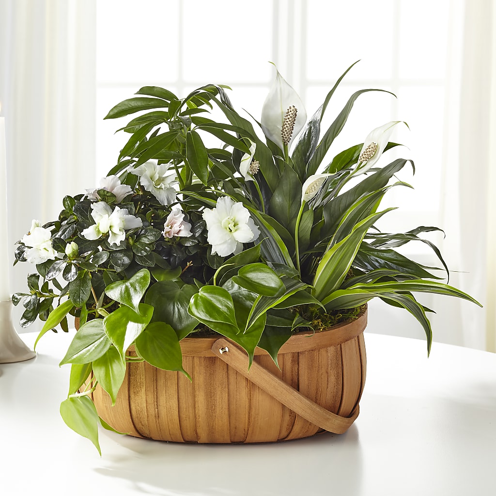 Serene Dishgarden – Gateway Florist, Rockwood TN