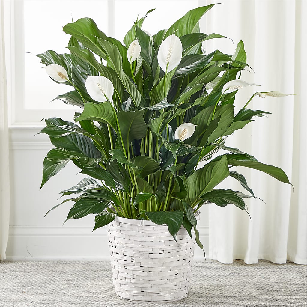 A New Leaf Peace Lily – Gateway Florist, Rockwood TN