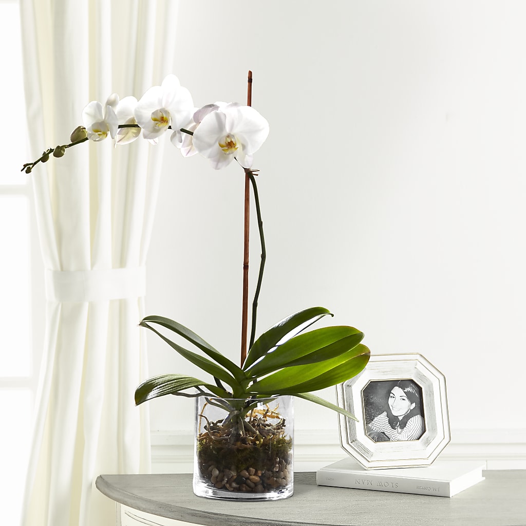 White Orchid Planter – Gateway Florist, Rockwood TN