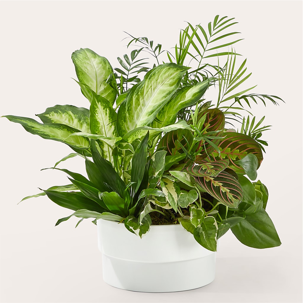 Radiating Positivity Dishgarden – Gateway Florist, Rockwood TN