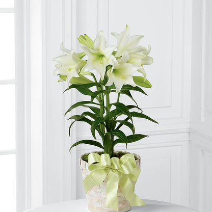 Easter Lily Plant –  Gateway Florist, Rockwood TN