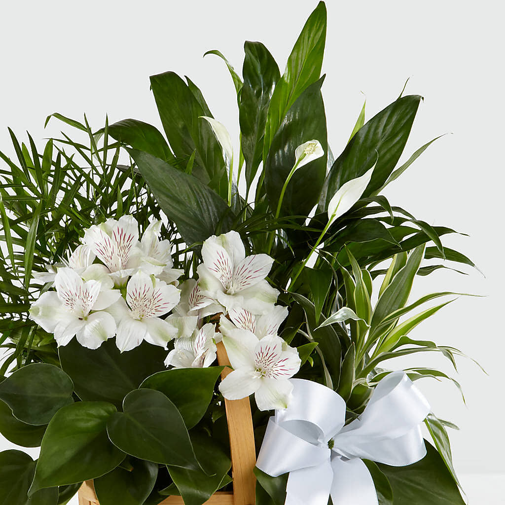 Peace & Serenity Dishgarden –  Gateway Florist, Rockwood TN
