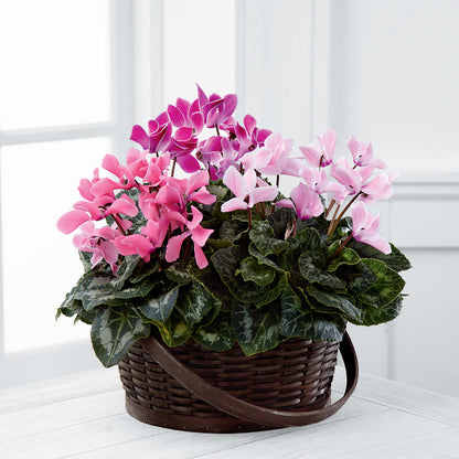 Mixed Cyclamen Planter –  Gateway Florist, Rockwood TN