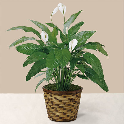 Tranquil Moments Peace Lily Plant –  Gateway Florist, Rockwood TN