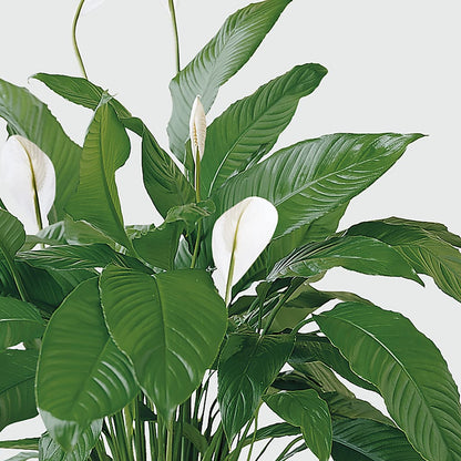 Tranquil Moments Peace Lily Plant –  Gateway Florist, Rockwood TN