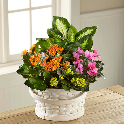 Color Crush Dishgarden –  Gateway Florist, Rockwood TN