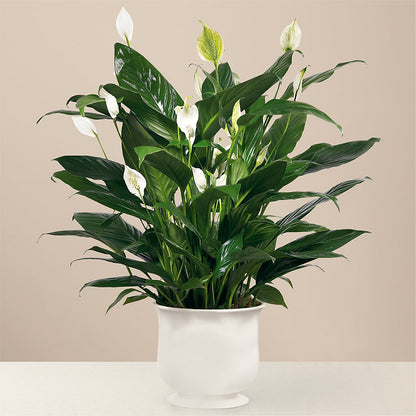 Comfort Planter –  Gateway Florist, Rockwood TN