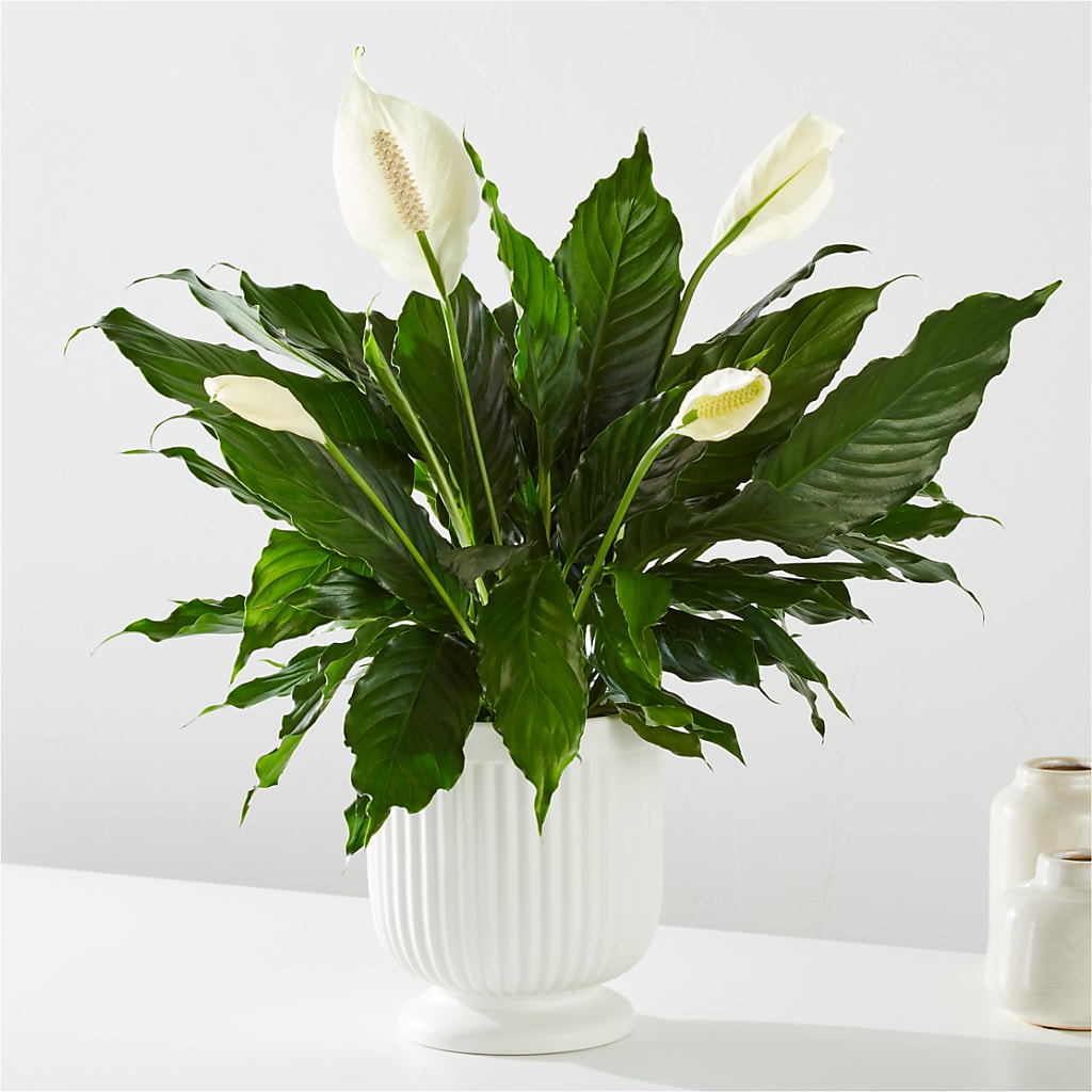 Comfort Planter –  Gateway Florist, Rockwood TN