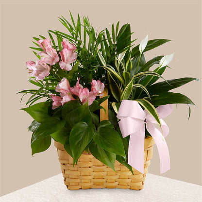 Living Spirit Dishgarden –  Gateway Florist, Rockwood TN