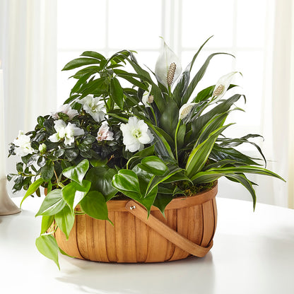 Serene Dishgarden –  Gateway Florist, Rockwood TN