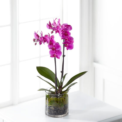 Pink Orchid Plant –  Gateway Florist, Rockwood TN