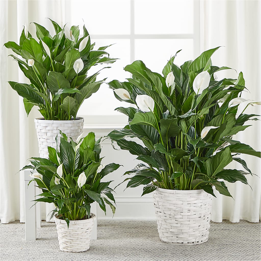A New Leaf Peace Lily –  Gateway Florist, Rockwood TN