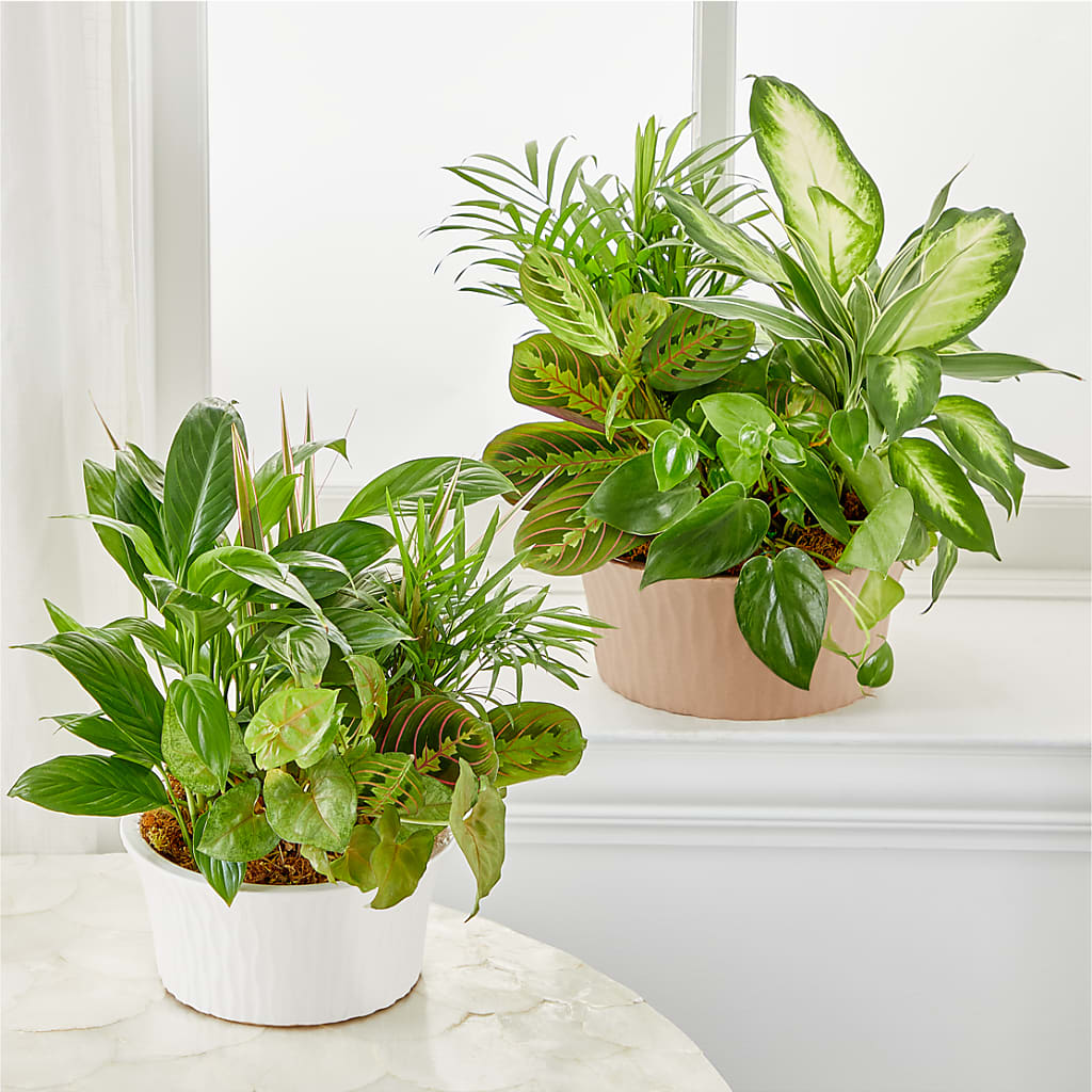 Balance & Harmony Dishgarden –  Gateway Florist, Rockwood TN