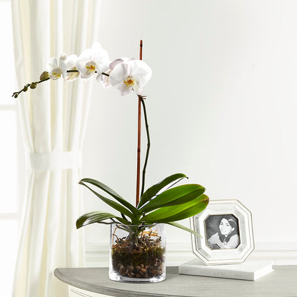 White Orchid Planter –  Gateway Florist, Rockwood TN