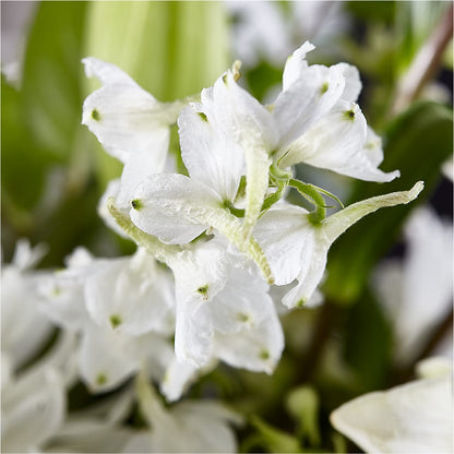 Classic Ivory – A Florist Original –  Gateway Florist, Rockwood TN